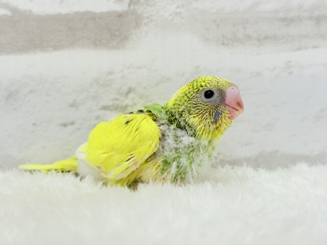 セキセイインコ