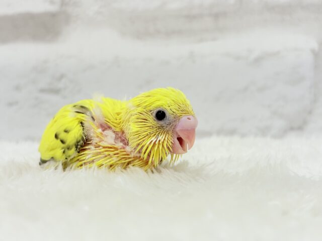 セキセイインコ