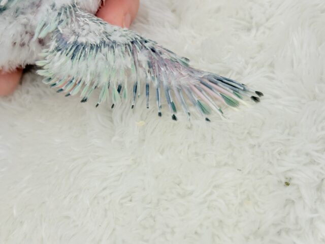 コザクラインコ（小桜インコ）