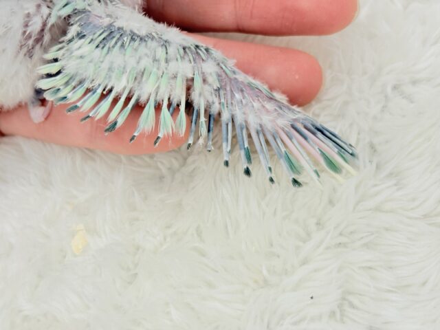 コザクラインコ（小桜インコ）