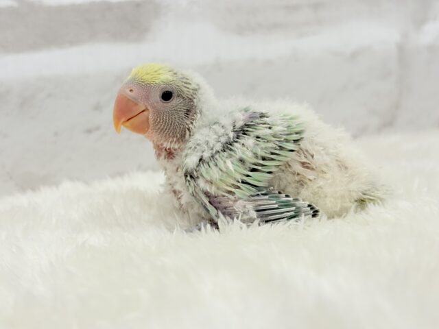 コザクラインコ（小桜インコ）