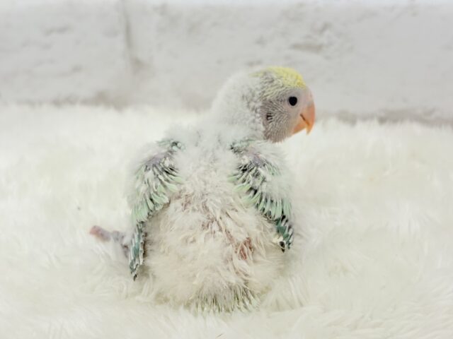 コザクラインコ（小桜インコ）