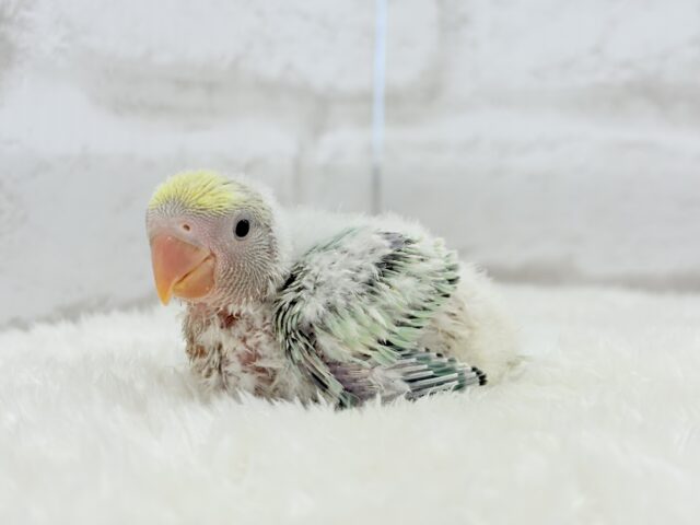 コザクラインコ（小桜インコ）