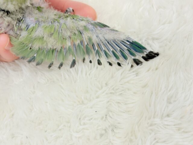 コザクラインコ（小桜インコ）