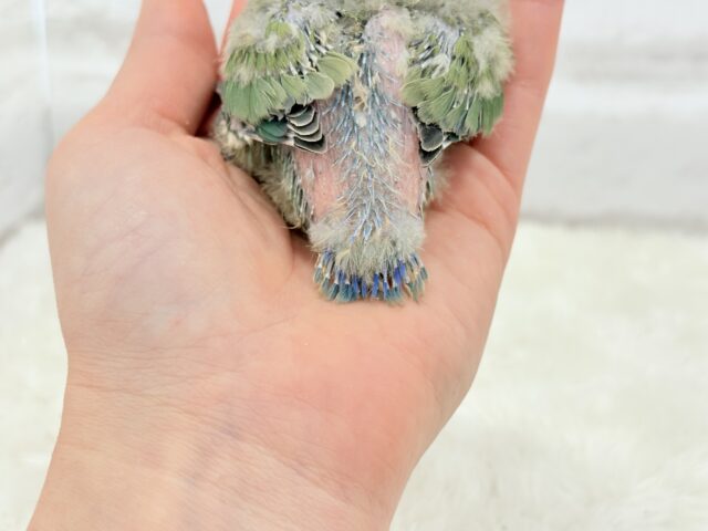 コザクラインコ（小桜インコ）