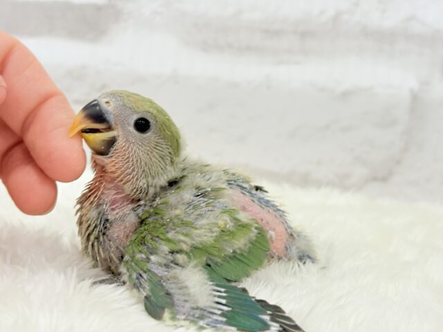 コザクラインコ（小桜インコ）