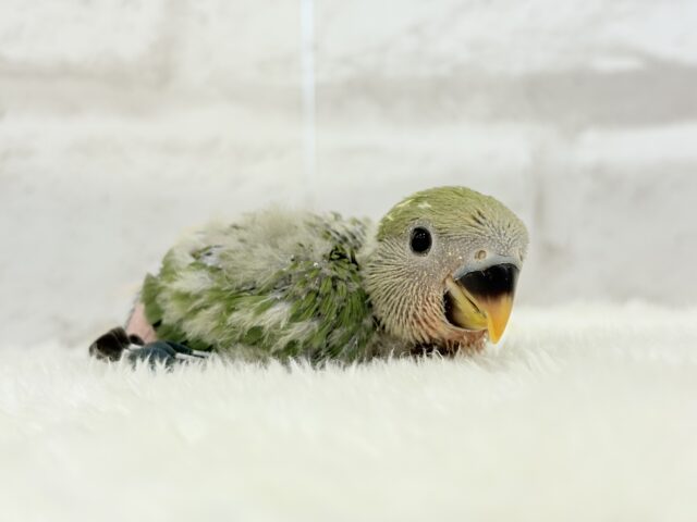 コザクラインコ（小桜インコ）