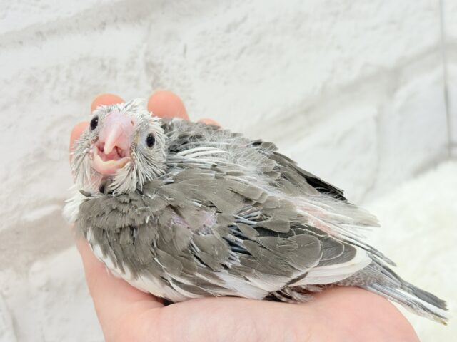 オカメインコ