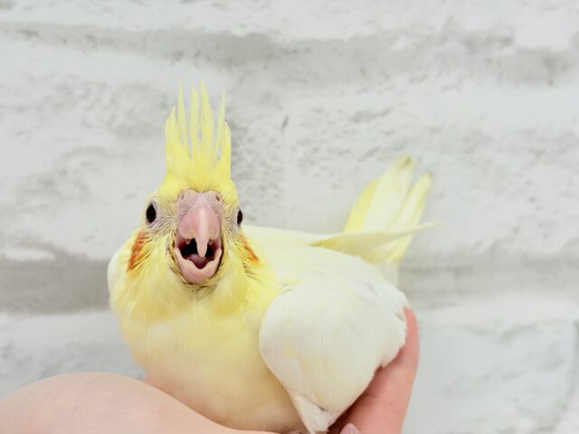 オカメインコ