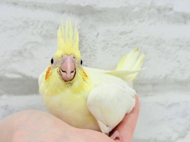 オカメインコ