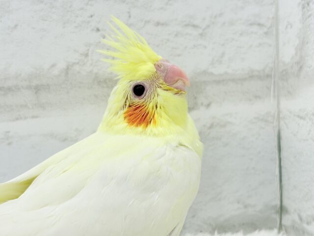 オカメインコ
