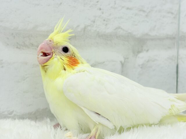 オカメインコ