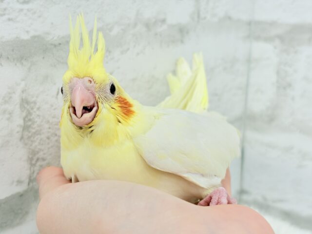 オカメインコ