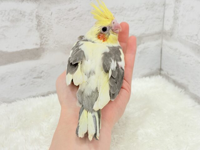 オカメインコ
