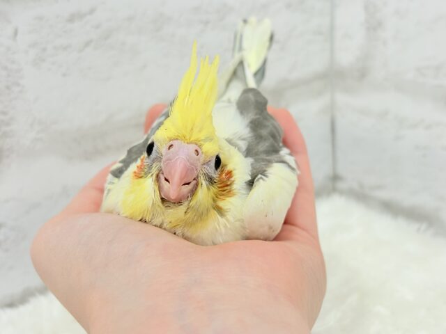 オカメインコ