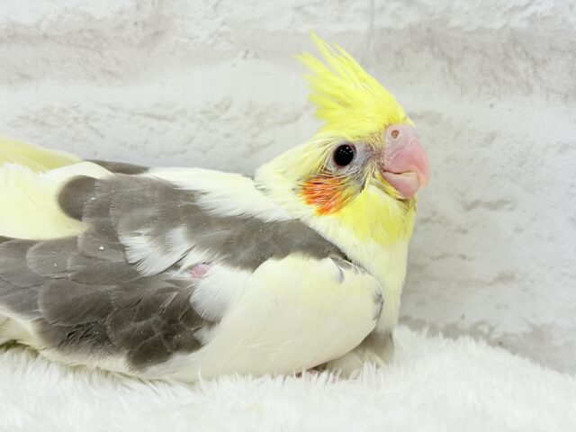 オカメインコ
