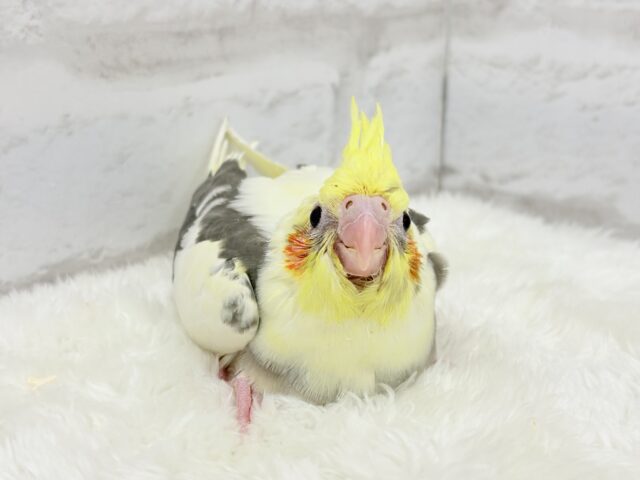 オカメインコ