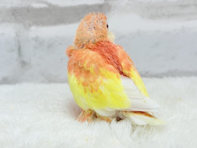 アキクサインコ（秋草インコ）