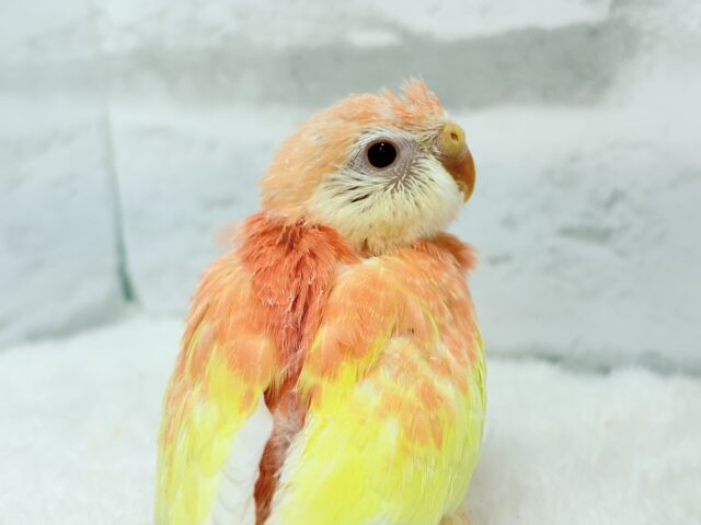 アキクサインコ（秋草インコ）