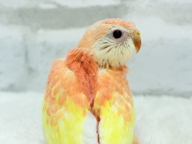 アキクサインコ（秋草インコ）