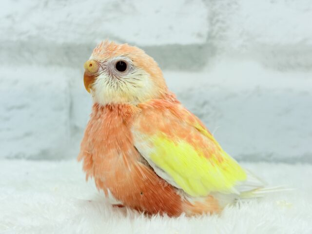 アキクサインコ（秋草インコ）