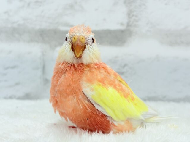 アキクサインコ（秋草インコ）