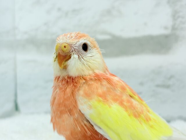 アキクサインコ（秋草インコ）