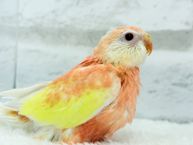 アキクサインコ（秋草インコ）