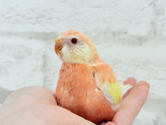 アキクサインコ（秋草インコ）