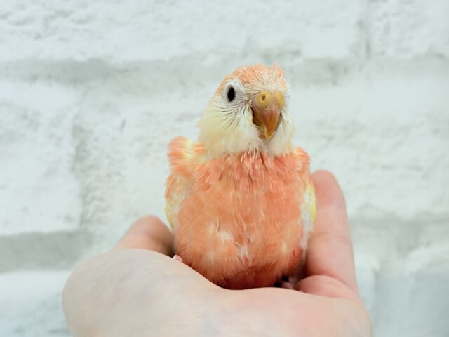 アキクサインコ（秋草インコ）