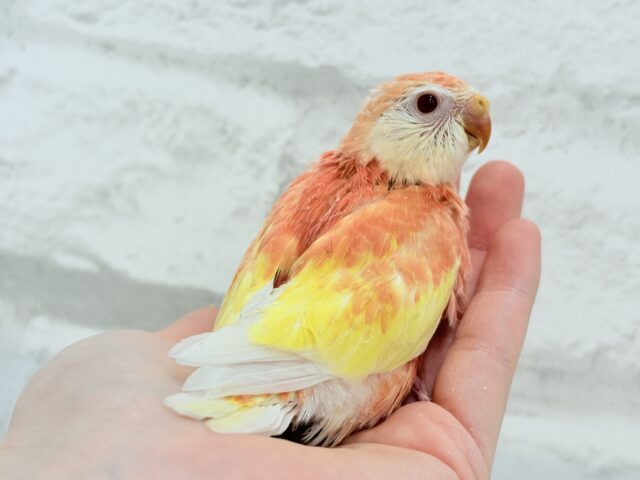 アキクサインコ（秋草インコ）