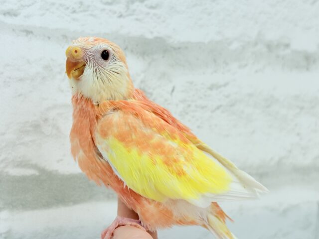 アキクサインコ（秋草インコ）