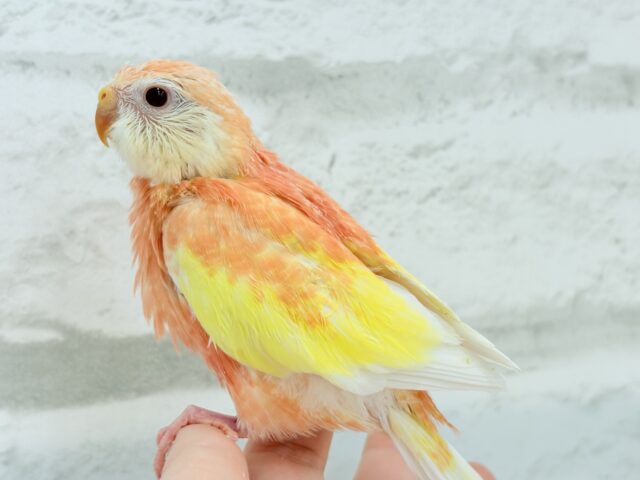 アキクサインコ（秋草インコ）