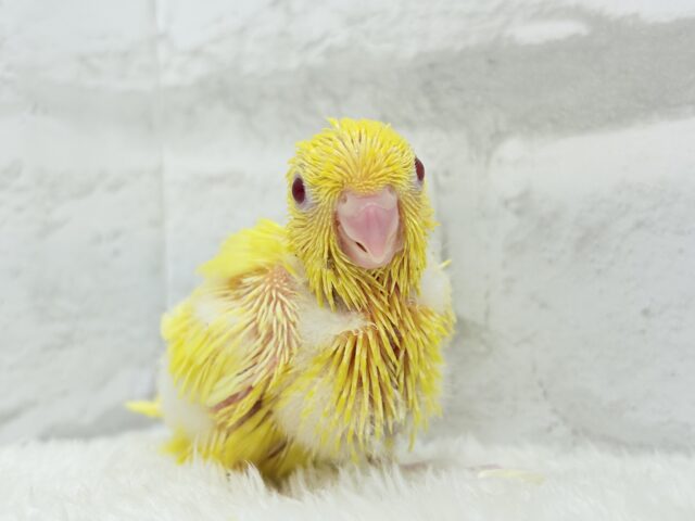 サザナミインコ