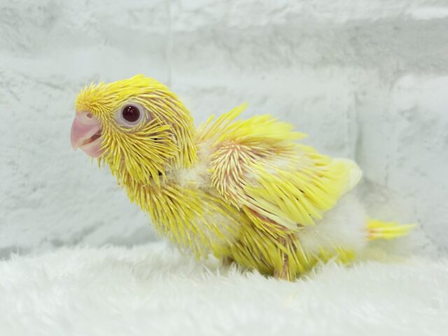 サザナミインコ