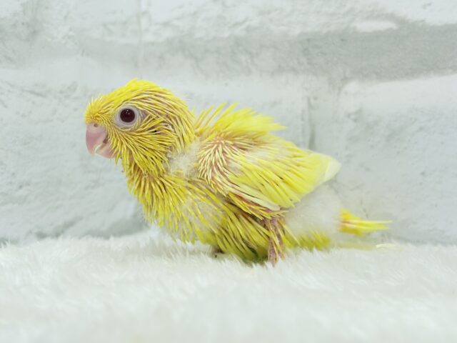 サザナミインコ