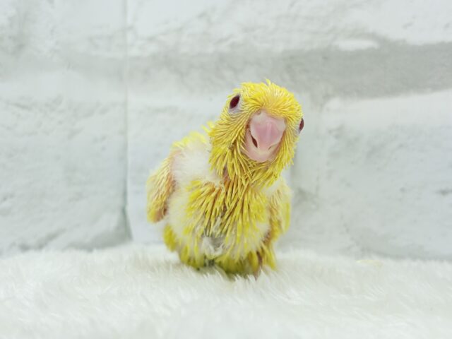 サザナミインコ