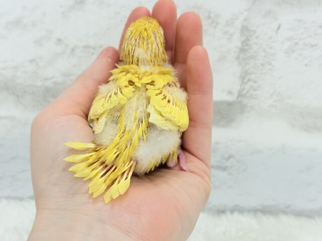 サザナミインコ