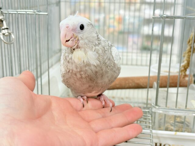 オカメインコ