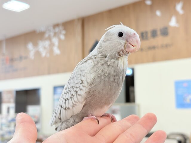 オカメインコ