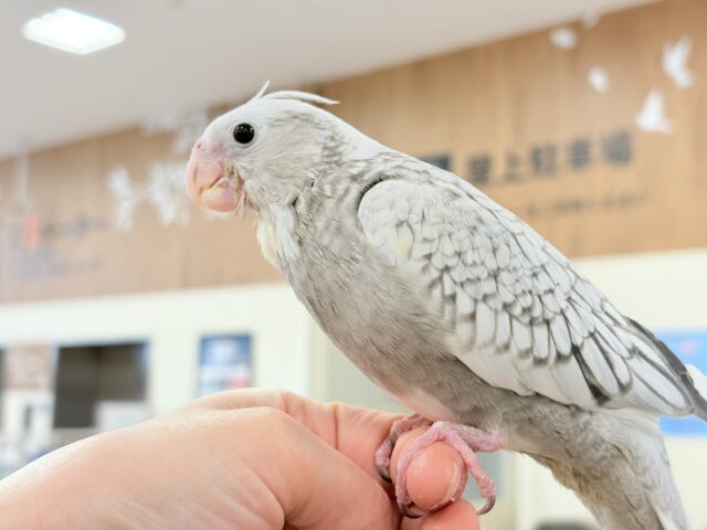 オカメインコ