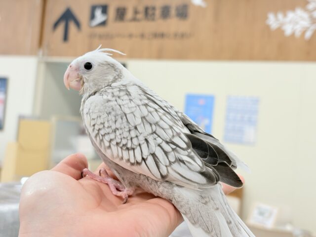オカメインコ