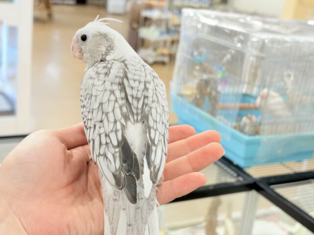 オカメインコ