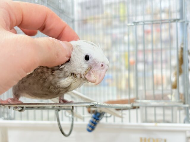 オカメインコ