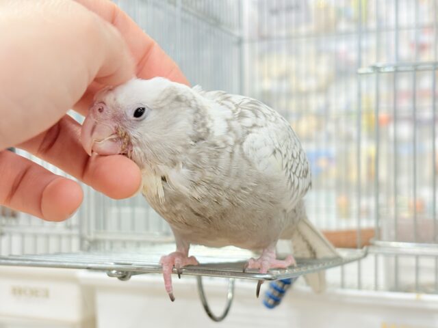 オカメインコ