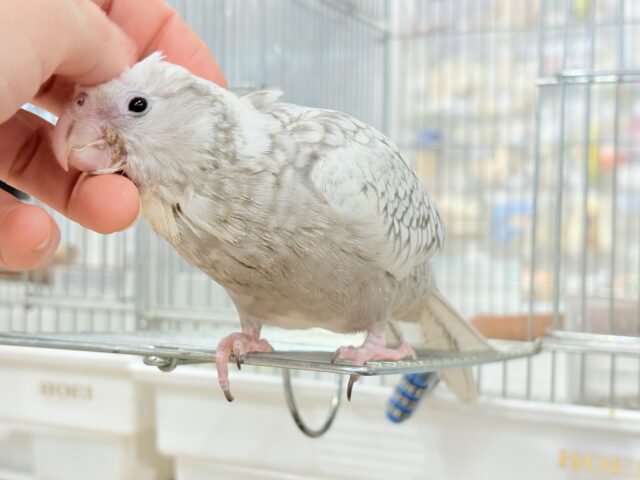 オカメインコ
