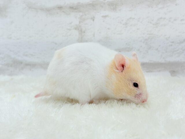 ゴールデンハムスター