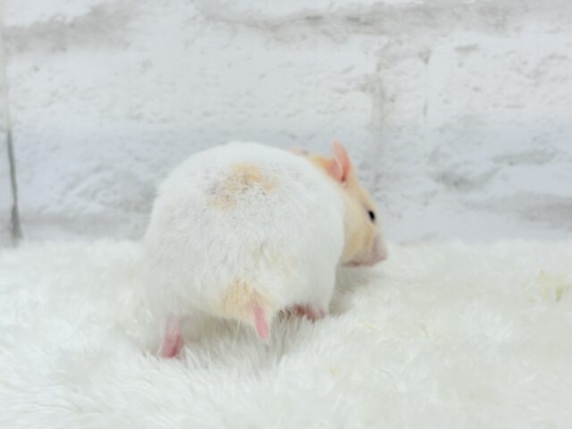 ゴールデンハムスター