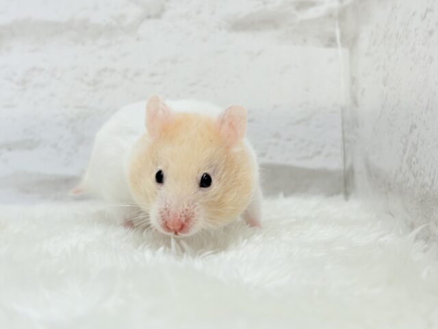 ゴールデンハムスター