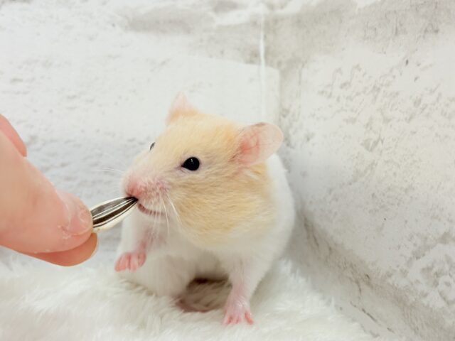 ゴールデンハムスター